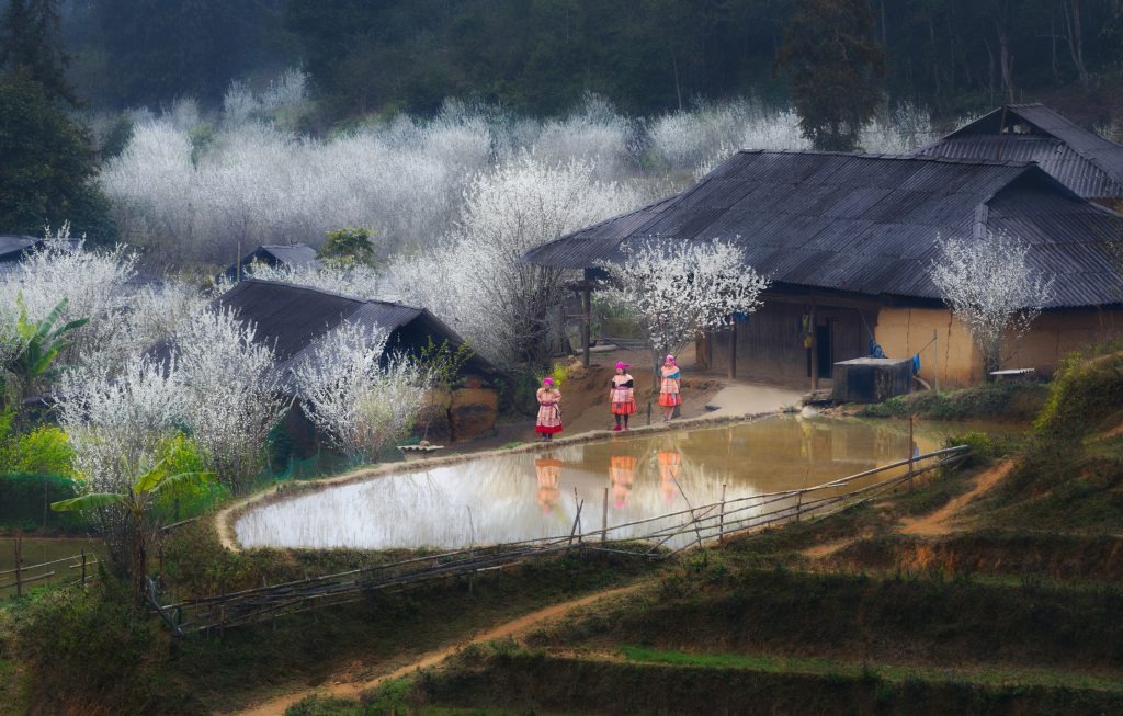 Tả Van Chư mùa mộng mơ
