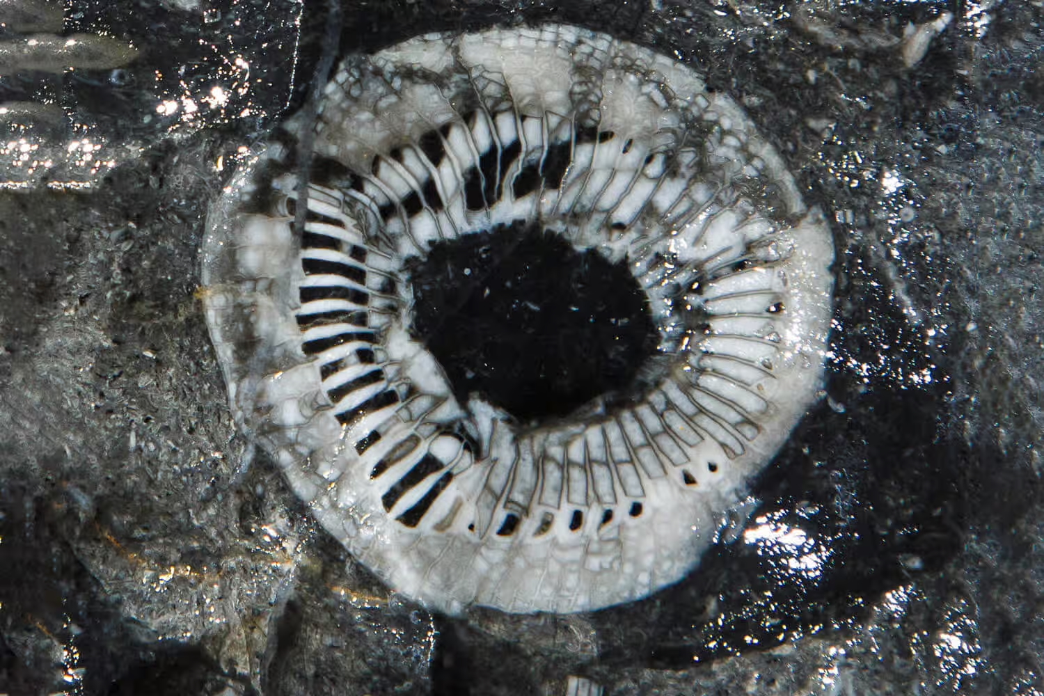 Hành lang hóa thạch (Fossil Passage) trong Hang Sơn Đoòng